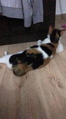Fatty - Domestic Short Hair Cat