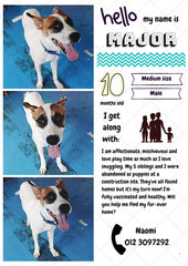 Major - Mixed Breed Dog