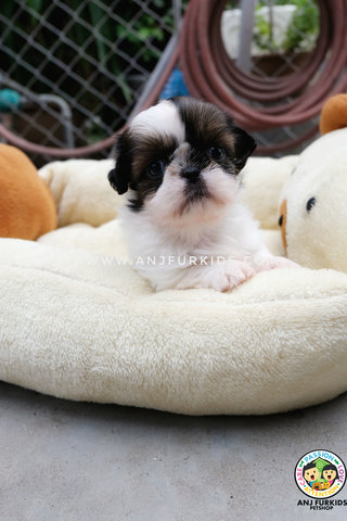 Quality Shih Tzu Pu1ps - Shih Tzu Dog