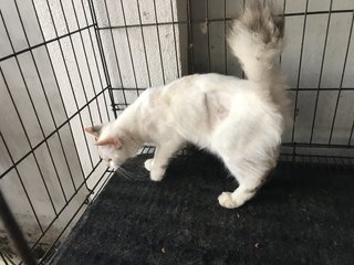 Beauty - Domestic Medium Hair Cat