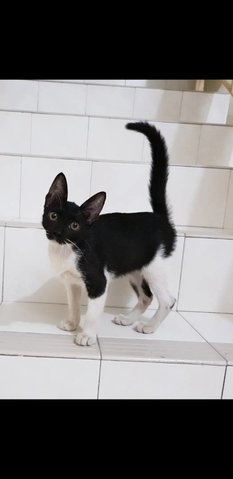 Xiao Hei - Domestic Short Hair Cat