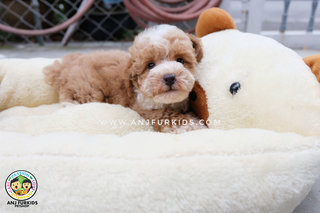 Adorable Parti Color Tinyr Toy Poodle - Poodle Dog