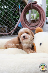 Adorable Parti Color Tinyr Toy Poodle - Poodle Dog