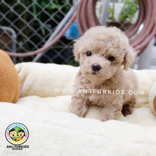 Adorable Male Crea3m Tiny Toy Poodle Pup - Poodle Dog