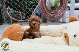 Quality Red Brown Male Tiny Toy Pdoodle  - Poodle Dog