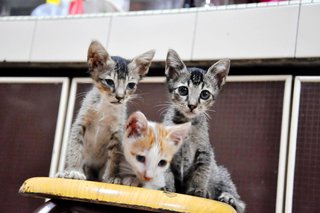 Peanuts, Maverick And Lola - Domestic Short Hair Cat