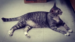Grey Kitten - Domestic Short Hair Cat