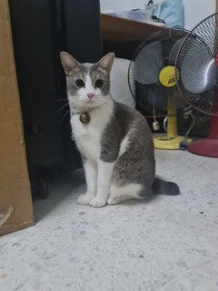 Tomoro - Domestic Short Hair Cat