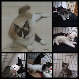 3 Kitten Dlh + 1 Cat - Ragdoll + Domestic Long Hair Cat