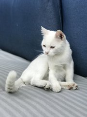 Snow - Domestic Short Hair Cat