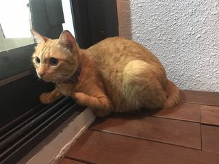 Ginger/yellow Cat Found At Desa Parkcity - Domestic Short Hair Cat