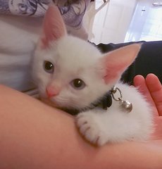 "My name is Marshmallow Fluff and I love being held and talked to!"