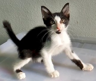 Neko - Tuxedo Cat