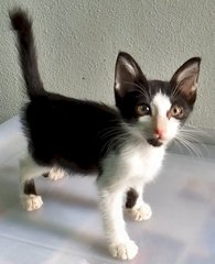 Neko - Tuxedo Cat