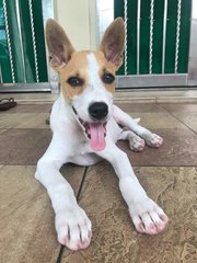 Milky - Mixed Breed Dog