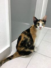 Mary - Domestic Short Hair Cat