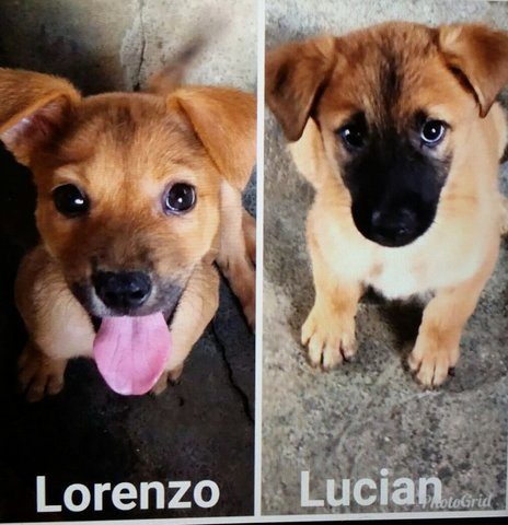 Lorenzo And Lucian - Labrador Retriever Mix Dog