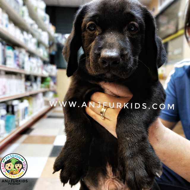 Quality Grand Ch 1line Male Labrador - Labrador Retriever Dog