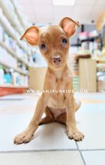 Adorable Male Brown1 Mini Pinscher  - Miniature Pinscher Dog