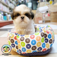 Quality Female Shich Tzu Puppies - Shih Tzu Dog