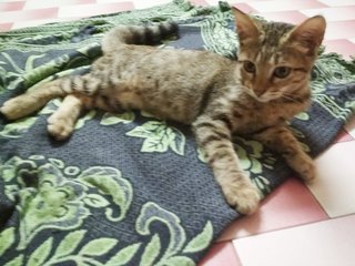 Mr Koko - Domestic Long Hair + Domestic Medium Hair Cat