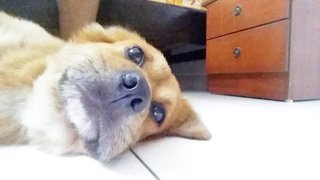 Brownie - Pomeranian + Spitz Dog