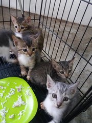 Beautiful Mum N Kittens - American Shorthair Cat