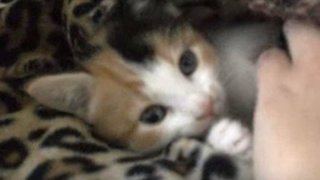 Tortie  - Domestic Short Hair + Calico Cat