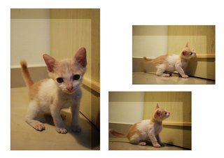Cao Cao &amp; Liu Bie - Domestic Short Hair Cat