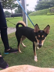 Amber Girl - Mixed Breed Dog