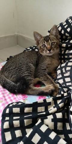 Toby - Domestic Short Hair Cat