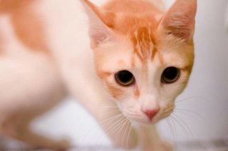 Sinchan - Domestic Short Hair Cat