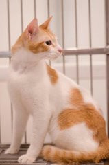 Sinchan - Domestic Short Hair Cat