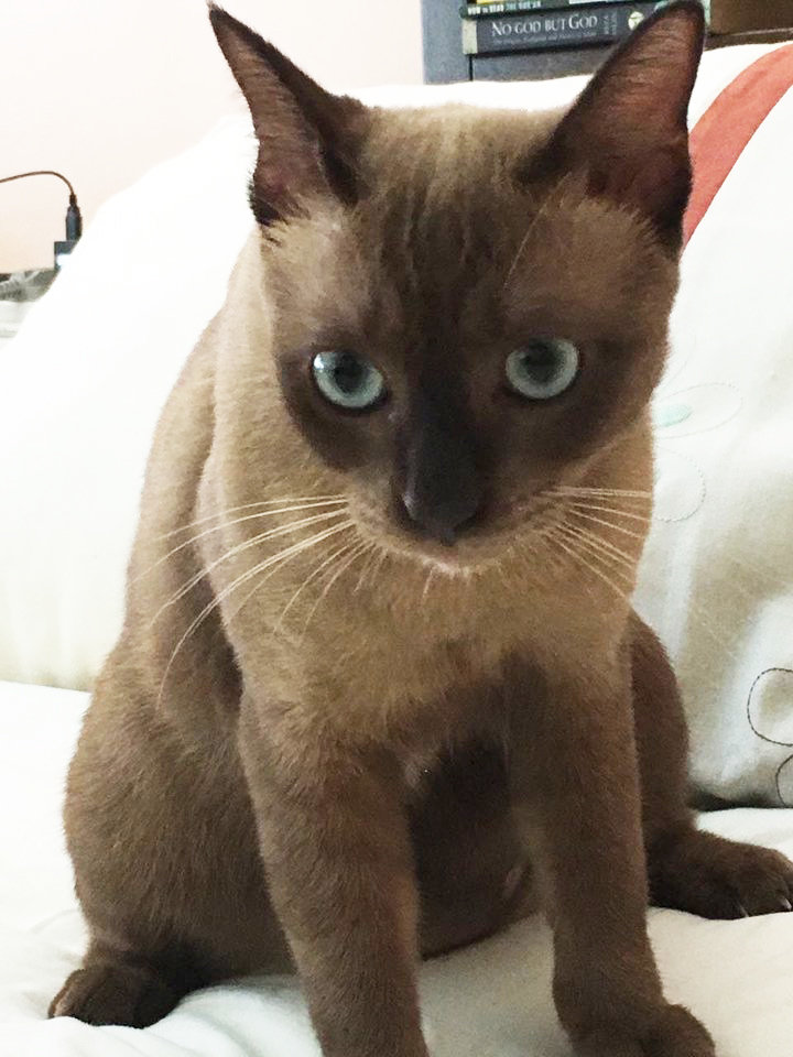 Burmese Cat Lost - 8 Years 2 Months, Suki from Ss2, Petaling Jaya