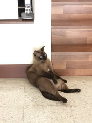 Suki - Burmese Cat