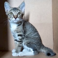 Lucy - Tabby Cat