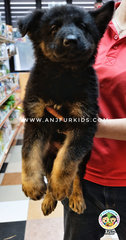 Quality Big Bone German Sheherd Puppies - German Shepherd Dog Dog