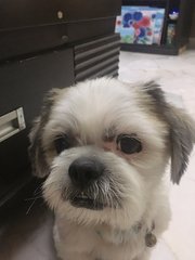 Hoon - Shih Tzu Dog