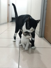 Mother &amp; Kitten - Domestic Short Hair Cat