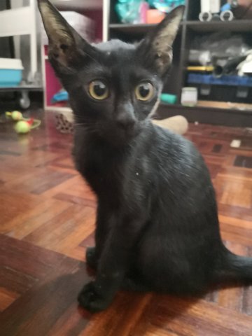 Panther  - Domestic Short Hair Cat