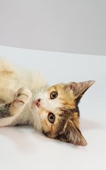 Bonnie - Domestic Medium Hair Cat
