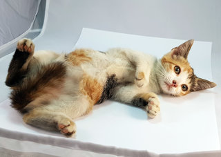 Bonnie - Domestic Medium Hair Cat