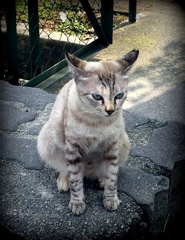 Skye - Domestic Short Hair Cat