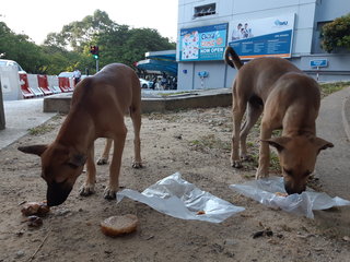 Lemon &amp; Lucky - Mixed Breed Dog