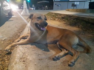 Lemon &amp; Lucky - Mixed Breed Dog