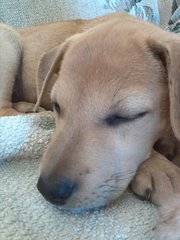 Apr Female _2 (Labrador Mix) - Mixed Breed Dog