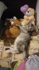 Graycie(Mixed Breed Kitten) - Ragdoll + Domestic Medium Hair Cat