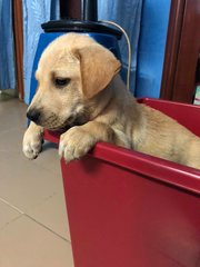 Pup - Labrador Retriever Mix Dog