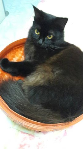 Gurl - Persian Cat