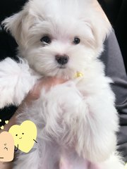 Bibi  - Maltese Dog